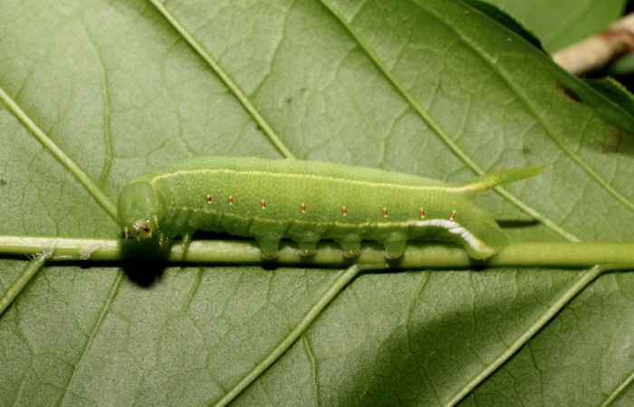 Fig. 10. Larva de <i>Cautethia spuria</i></i> (Sphingidae), penúltimo estadío, 25mm de longitud, vista lateral. Voucher: 12-SRNP-12364-DHJ498603.jpg.