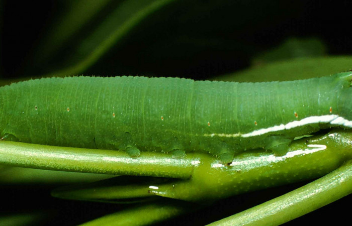 Fig. 11. Larva de <i>Cautethia spuria</i></i> (Sphingidae), penúltimo estadío, 20mm de longitud, vista lateral. Voucher: 99-SRNP-1055-DHJ50387.jpg.