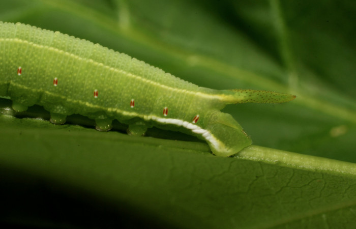 Fig. 13. Larva de <i>Cautethia spuria</i></i> (Sphingidae), penúltimo estadío, 25mm de longitud, vista lateral posterior. Voucher: 12-SRNP-12364-DHJ498606.JPG.