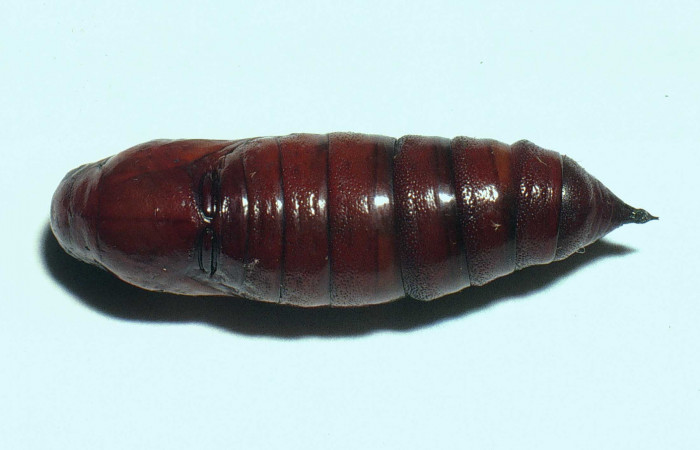 Fig.14. Pupa de <i>Cautethia spuria</i></i> (Sphingidae), 29mm de longitud, vista dorsal. Voucher: 02-SRNP-11779-DHJ68038.jpg.