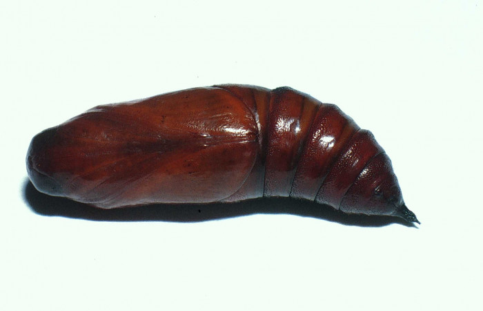 Fig.15. Pupa de <i>Cautethia spuria</i></i> (Sphingidae), 29mm de longitud, vista ventral. Voucher: 02-SRNP-11779-DHJ68032.jpg.