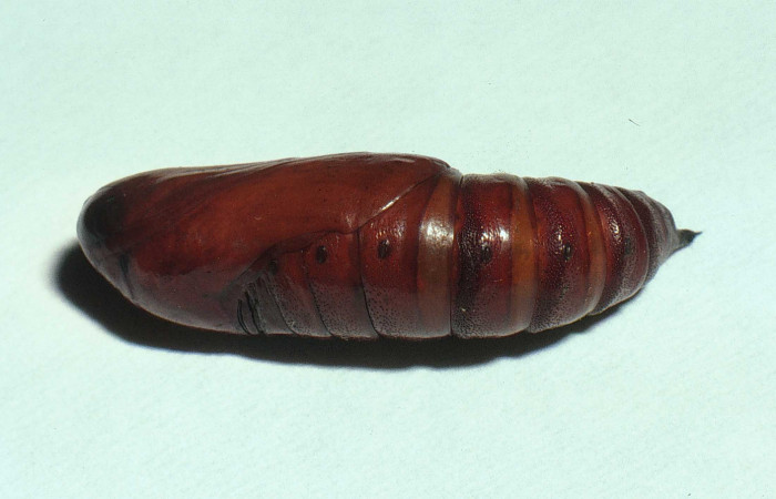 Fig.16. Pupa de <i>Cautethia spuria</i></i> (Sphingidae), 29mm de longitud, vista lateral. Voucher: 16.02-SRNP-11779-DHJ68037.jpg