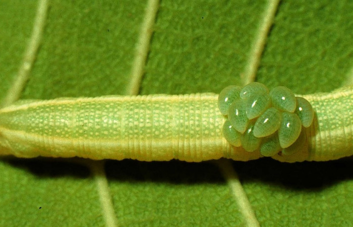 Fig.17. Larvas de <i>Euplectrus floryae</i></i>, Eulophidae parasitas del Sphingidae <i>Enyo ocypete</i></i>. Voucher: 97-SRNP-4188-DHJ42453.jpg.