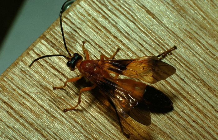 Fig.18. Avispa Icneumonidae del género <i>Mokajoppa</i></i>, parásita de <i>Cautethia spuria</i></i> (Sphingidae). Voucher: 87-SRNP-481-DHJ9766.jpg.