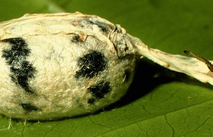 Fig.19. Capullo de Ichneumonidae, <i>Cryptophion espinozai</i></i> parásito de <i>Cautethia spuria</i></i> (Sphingidae). Voucher: 98-SRNP-3206-DHJ44681.jpg.