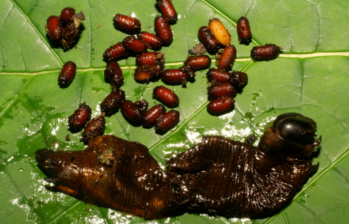 Fig.20. Puparios de Diptera, <i>Drino piceiventris</i></i>, parásitos en Sphingidae <i>Pachylia ficus</i></i> también parasita a <i>Cautethia spuria</i></i> (Sphingidae). Voucher: 08-SRNP-40099-DHJ435876.jpg.