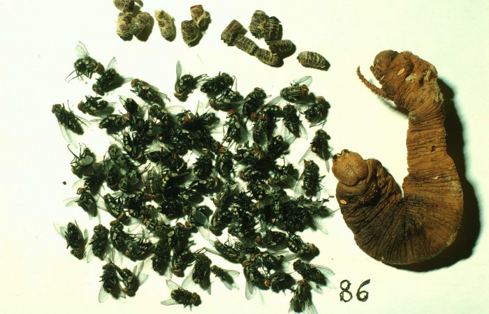 Fig.21. Cadáver de <i>Manduca rustica</i></i> y adultos de Tachinidae, <i>Drino piceiventris</i></i>  una vez eclosionados. Voucher: 97-SRNP-2370-DHJ41796.jpg.
