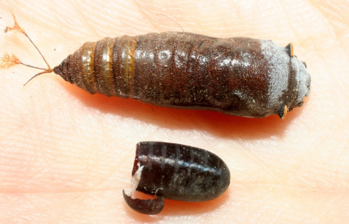 Fig.22. Muda de pupa de Hesperiidae <i>Polyctor cleta</i></i> y pupario de Tachinidae, <i>Hyphantrophaga virilis</i></i>, también parasita a <i>Cautethia spuria</i></i> (Sphingidae). Voucher: 08-SRNP-351-DHJ453068.jpg.