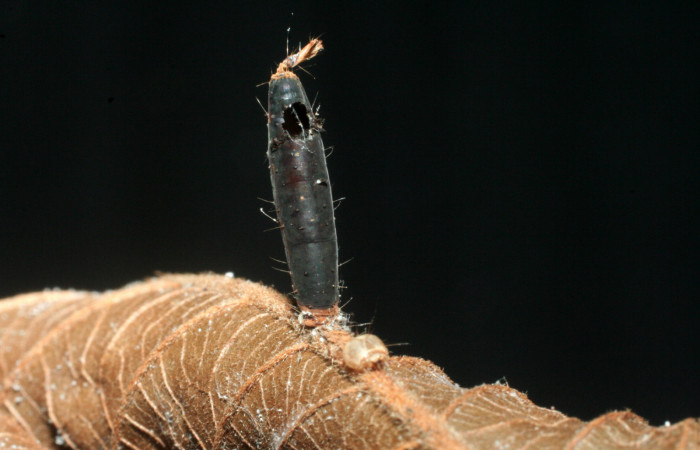Figura 16. Larva de Helia argentipes (Erebidae). Hueco por donde salio parásito Braconidae, subfamilia Rogadinae, Aleiodes cameroniiDHJ03. Foto: 30 Mayo 2009.  Voucher: 07-SRNP-42801-DHJ452944.jpg.
