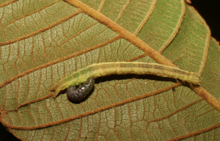 Figura 17. Larva de Helia argentipes (Erebidae). Vista dorsal. 21 mm. Braconidae, subfamilia Microgastrinae, Snellenius sandyknappae. Foto: 26 Noviembre 2007.  Voucher: 07-SRNP-42896-DHJ434935.jpg.