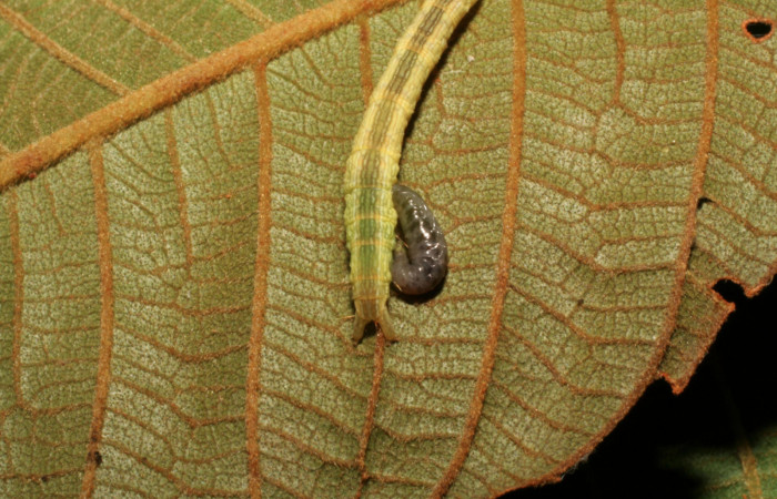 Figura 19. Larva de Helia argentipes (Erebidae). Vista por donde sale el parásito. 21 mm. Braconidae, subfamilia Microgastrinae, Snellenius sandyknappae. Foto: 26 Noviembre 2007.  Voucher: 07-SRNP-42896-DHJ434936.jpg.