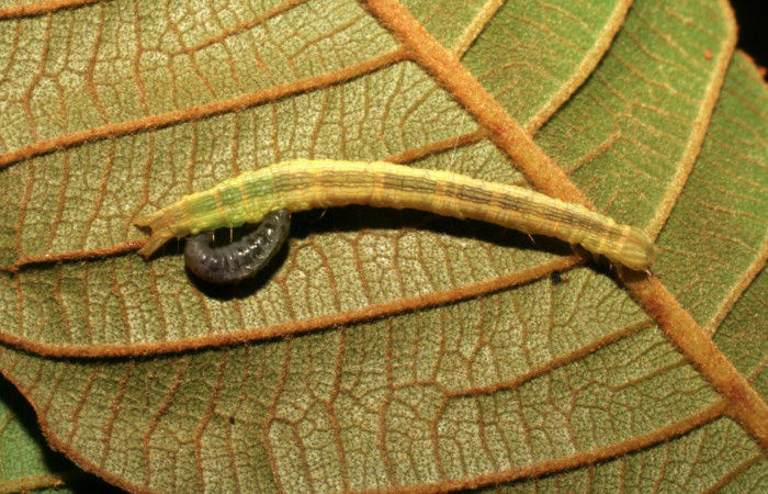 Figura 18. Larva de Helia argentipes (Erebidae). Vista dorsal. 21 mm. Braconidae, subfamilia Microgastrinae, Snellenius sandyknappae. Foto: 26 Noviembre 2007.  Voucher: 07-SRNP-42896-DHJ434938.jpg.