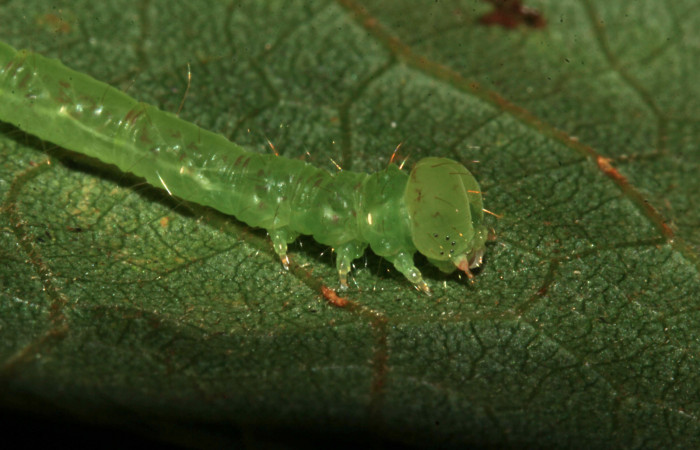 Figura 5. Larva Helia argentipes (Erebidae), cabeza lateral, penultimo estadío, 25 mm. Foto: 15/Julio/2019. Voucher: 19-SRNP-30981-DHJ765430.jpg.
