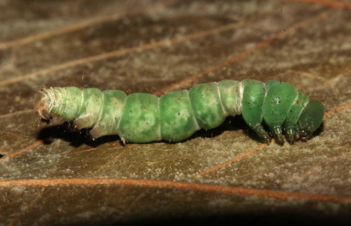 Figura 7. Prepupa  Helia argentipes (Erebidae), vista lateral, 17 mm. Foto: 22/Julio/2019. Voucher: 19-SRNP-30981-DHJ765433.jpg.