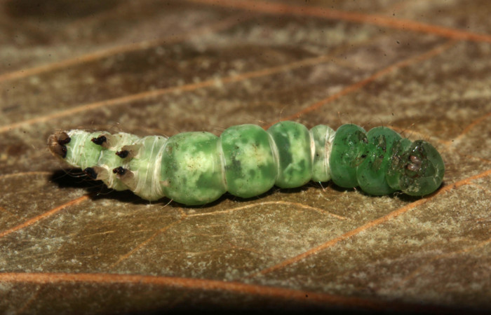 Figura 10. Prepupa  Helia argentipes (Erebidae), vista ventral, 17 mm. Foto: 22/Julio/2019. Voucher: 19-SRNP-30981-DHJ765436.jpg.