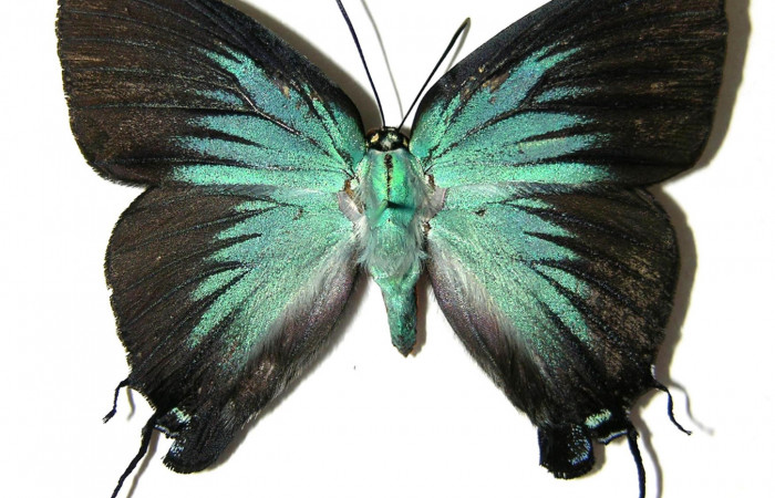 Fig. 1 Vista dorsal de Atlides polybe (Lycaenidae). (05-SRNP-60212-DHJ331668.jpg)