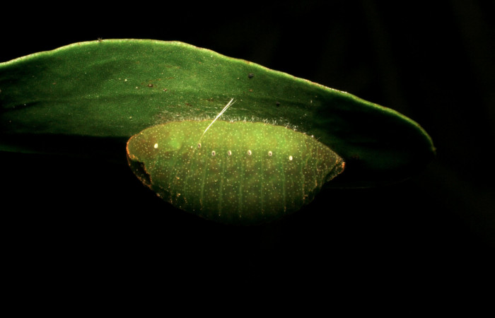 Fig. 5 Oruga de Atlides polybe (Lycaenidae) en su fase de prepupa; sobre una hojita de Phoradendron quadrangulare (Viscaceae) 18 de Agosto del 2005. Area Administrativa, Sector Santa Rosa. (05-SRNP-60212-DHJ408812.jpg)