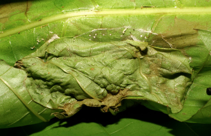 Fig. 10 Prepupa <i>Pilocrocis xanthozonalis</i></i>, mostrando la casita donde envuelve la prepupa y queda ahí. Voucher: 08-SRNP-66111-DHJ449890.jpg.