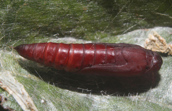Fig. 11 Pupa <i>Pilocrocis xanthozonalis</i></i>, aqui ya esta formada la pupa es de color café rojizo con puntos negros que con sus espiráculos al costado. Voucher: 18-SRNP-70985-DHJ742586.jpg.