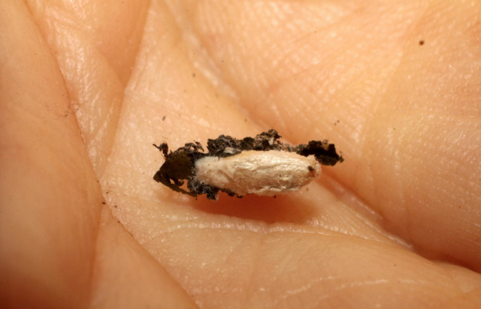 Fig. 12 Capullo de <i>Pilocrocis ramentalis</i></i>, Braconidae <i>Apanteles ronaldcastroi</i></i>. Voucher: 09-SRNP-6358-DHJ476360.jpg.