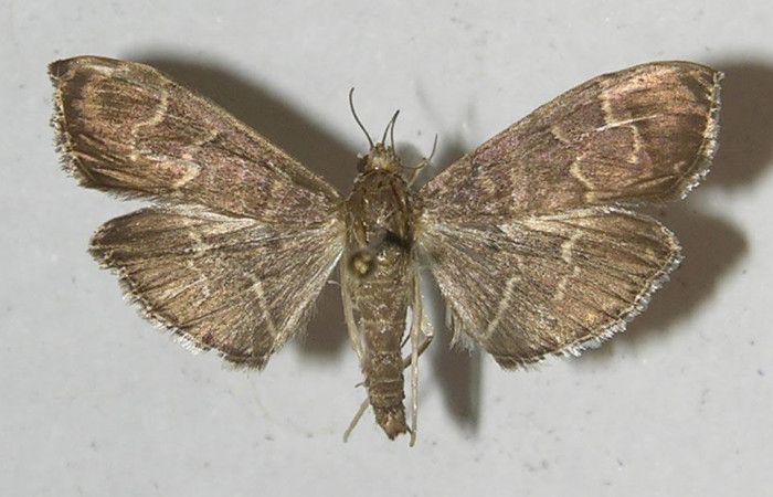 Fig.1 Adulto <i>Pilocrocis ramentalis</i></i>, mostrando la parte dorsal.Voucher: 11-SRNP-55906-DHJ552740.