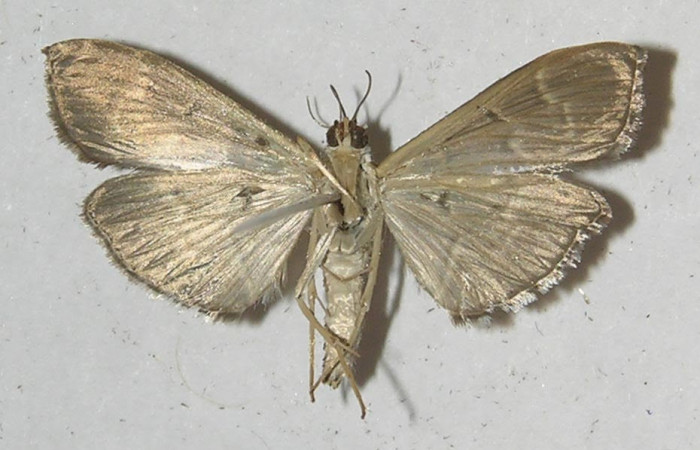 Fig. 2 Adulto  <i>Pilocrocis ramentalis</i></i>, mostrando la parte ventral.Voucher: 11-SRNP-55906-DHJ552741.