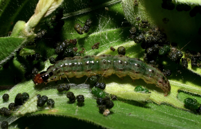Fig. 5 Larva <i>Pilocrocis ramentalis</i></i>, mostrando la parte lateral entero. Voucher:10-SRNP-55756-DHJ473307.jpg.