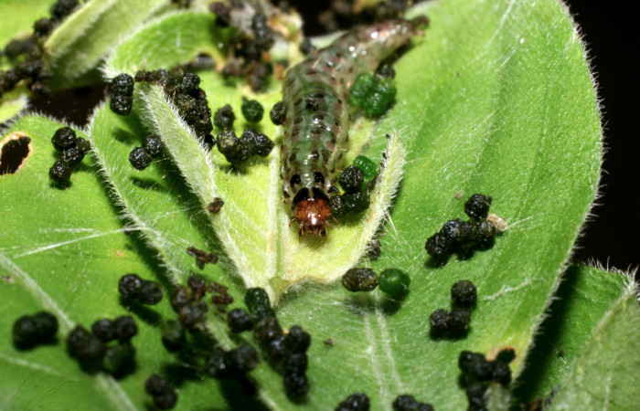 Fig. 6 Larva <i>Pilocrocis ramentalis</i></i>, mostrando cabeza. Voucher: 10-SRNP-55756-DHJ473308.jpg.