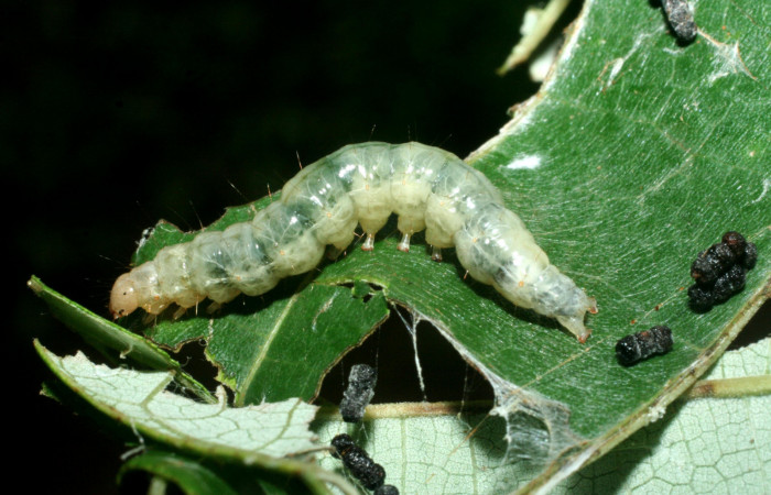 Fig. 7 Larva <i>Pilocrocis xanthozonalis</i></i>, mostrando la parte lateral entero Voucher: 09-SRNP-71801-DHJ465327.jpg.