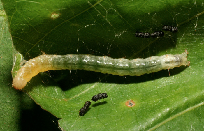 Fig. 8 Larva <i>Pilocrocis xanthozonalis</i></i>, mostrando la parte dorsal entero. Voucher: 09-SRNP-72459-DHJ465501.jpg.