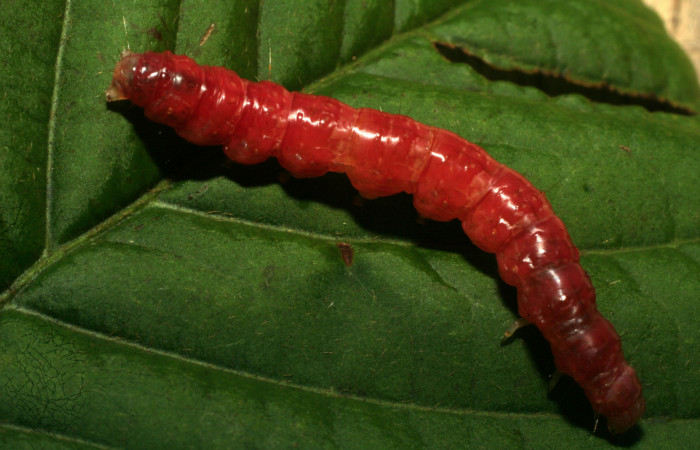 Fig. 9 Prepupa <i>Pilocrocis xanthozonalis</i></i>, mostrando la parte dorsal entero totalmente de color rojo. Voucher: 09-SRNP-70874-DHJ460971.jpg.