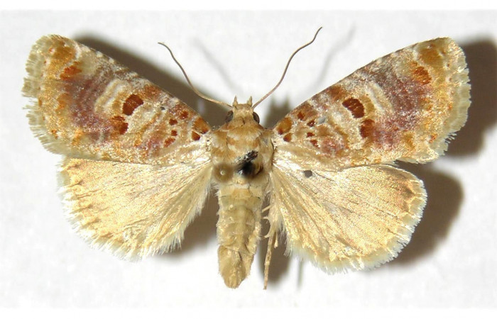 Fig.1 Vista dorsal macho <i>Diastema tigris</i></i> (Noctuidae) eclosionó 11 Abril 1997, Sector Horizontes, Bejuco, 180mts. (97-SRNP-9723-DHJ315818.jpg.).