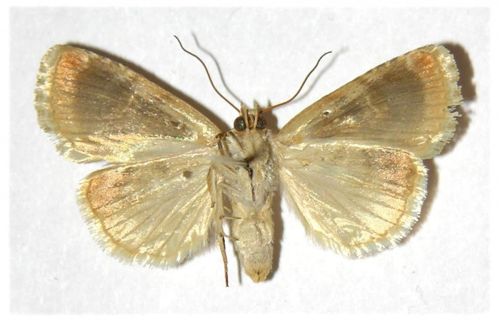 Fig.2 Vista ventral macho <i>Diastema tigris</i></i> (Noctuidae) eclosionó 11 Abril 1997, Sector Horizontes, Bejuco, 180mts. (97-SRNP-9723-DHJ315819.jpg.).