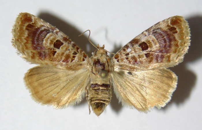 Fig.3 Vista dorsal hembra <i>Diastema tigris</i></i> (Noctuidae) eclosionó 14 Enero 2006, Sector Pitilla, Pasmompa, 440mts. (06-SRNP-30261-DHJ334630.jpg.)