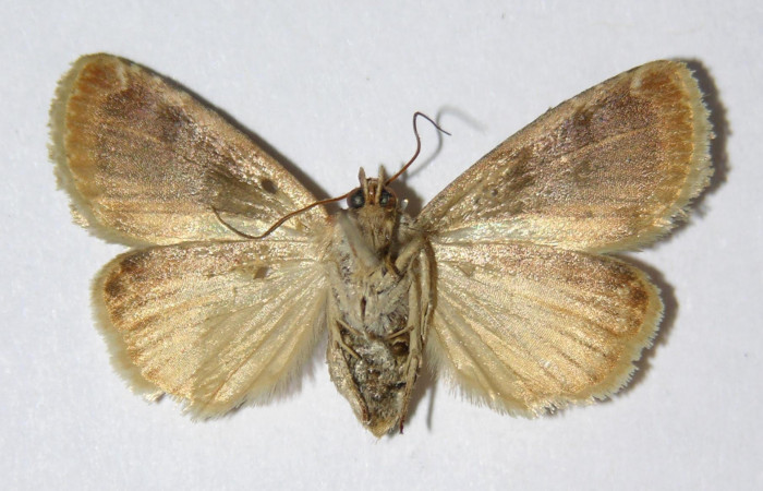 Fig.4 Vista Ventral hembra <i>Diastema tigris</i></i> (Noctuidae) eclosionó 14 Enero 2006, Sector Pitilla, Pasmompa, 440mts. (06-SRNP-30261-DHJ334631.jpg.).