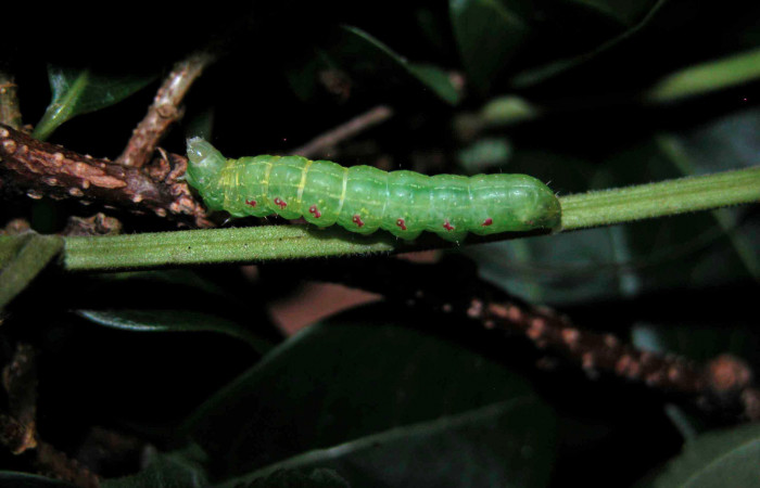 Fig.5 Vista lateral <i> Diastema tigris</i></i> (Noctuidae) en penúltimo estadio, 07 de Julio 2015, Estación Cacao,Quebrada Otilio, 550mts. (05-SRNP-45525-DHJ408031.jpg.).