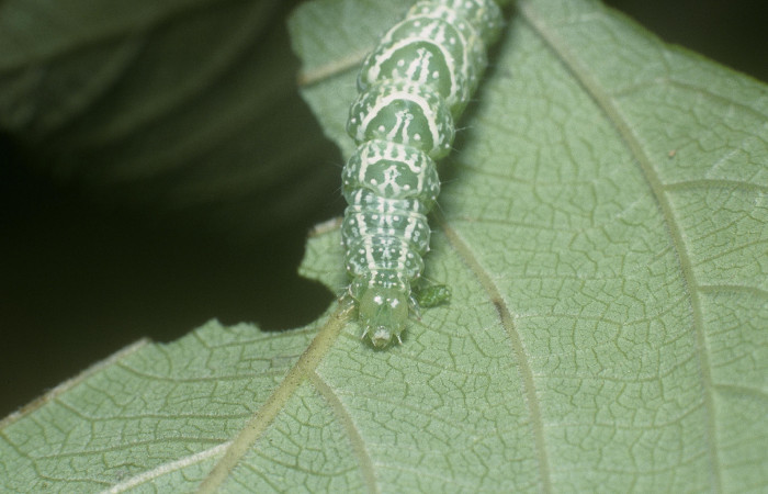 Fig.6 Vista frontal <i> Diastema tigris</i></i> (Noctuidae) en último estadio, 01 de Enero 2015, Estación Pitilla, Pasmompa, 440mts.(05-SRNP-30121-DHJ88483.jpg)