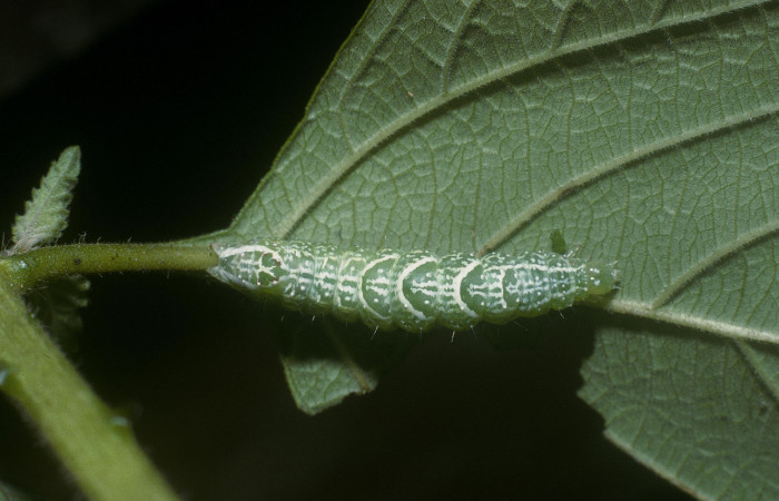 Fig.7Vista dorsal <i> Diastema tigris</i></i> (Noctuidae) en último estadio, 01 de Enero 2015, Estación Pitilla, Pasmompa, 440mts.(05-SRNP-30121-DHJ88476.jpg.).