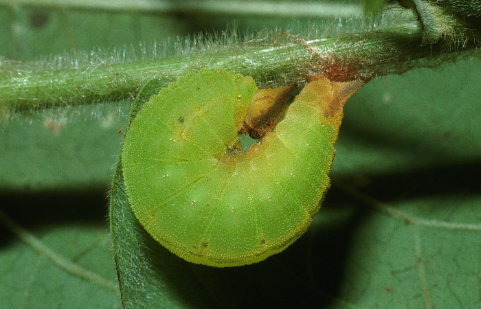 Figura 5. Larva <i>Taygetis rufomarginata</i></i> (Nymphalidae) en estado de prepupa vista lateral, localidad Puente Mena, Sector Del Oro ACG (280m). Voucher: 03-SRNP-17710-DHJ76953.jpg.