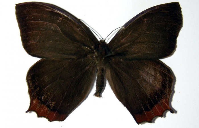 Figura 10. Adulto de <i>Taygetis rufomarginata</i></i> (Nymphalidae), macho vista dorsal, localidad Pasmompa, Sector Pitilla ACG (440m). Voucher: 03-SRNP-21366-DHJ98348.jpg.