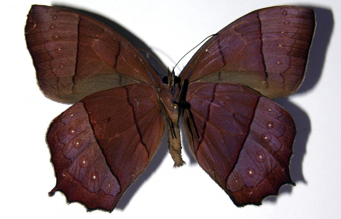 Figura 11. Adulto de <i>Taygetis rufomarginata</i></i> (Nymphalidae), macho vista ventral, localidad Pasmompa, Sector Pitilla ACG (440m). Voucher: 03-SRNP-21366-DHJ98349.jpg.