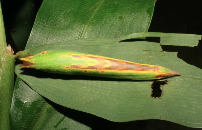 Figura 4. Larva <i>Taygetis rufomarginata</i></i> (Nymphalidae), último estadío (U) vista dorsal, localidad Sendero Huerta, Sector San Cristóbal ACG (527m). Voucher: 05-SRNP-4611-DHJ402997.jpg.