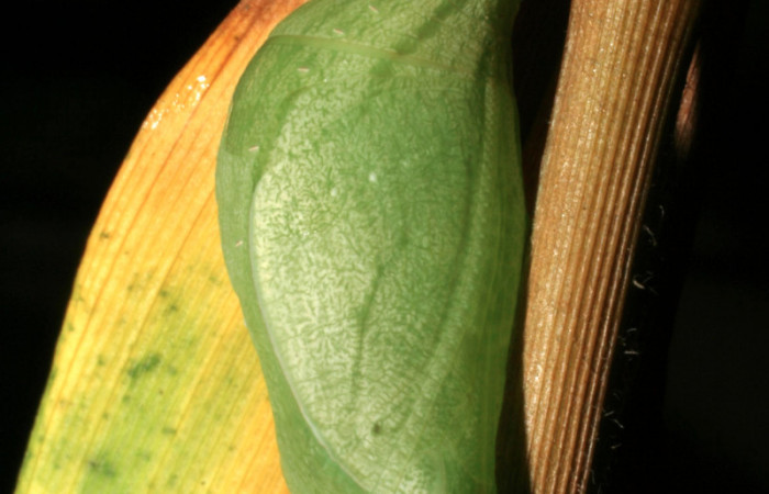Figura 6. Pupa de <i>Taygetis rufomarginata</i></i> (Nymphalidae), vista lateral, localidad Sendero Huerta, Sector San Cristóbal ACG (527m). Voucher: 05-SRNP-4623-DHJ403007.jpg.