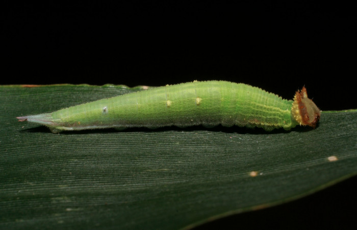 Figura 3. Larva <i>Taygetis rufomarginata</i></i> (Nymphalidae), penúltimo estadío (PU) vista lateral, localidad Puente Gongora, Sector Cacao ACG (540m). Voucher: 06-SRNP-45193-DHJ414858.jpg.