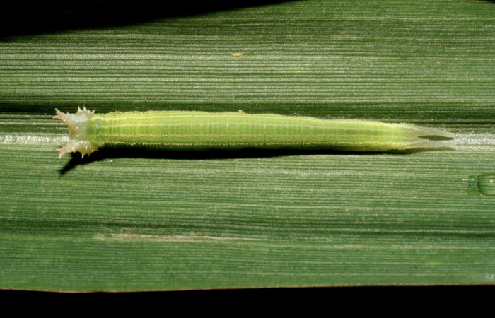 Figura 2. Larva <i>Taygetis rufomarginata</i></i> (Nymphalidae), tercer estadío (PPU) vista dorsal, localidad Pasmompa, Sector Pitilla ACG (440m). Voucher: 08-SRNP-32729-DHJ449136.jpg.