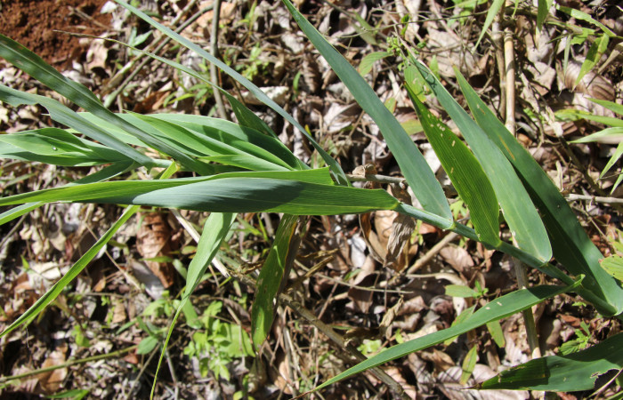 Figura 12. Planta hospedera de <i>Taygetis rufomarginata</i></i> (Nymphalidae), esta planta se llama <i>Lasiacis procerrima</i></i> (Poaceae), localidad Piedras Negras, Sector Pitilla ACG (435m).