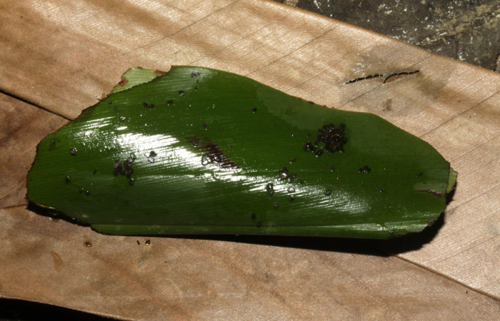 Fig. 10  Pupa de <i>Cynea megalops</i></i> vista lateral,  mostrando forma de capullo o funda. Voucher: 15-SRNP-32440-DHJ729145.jpg