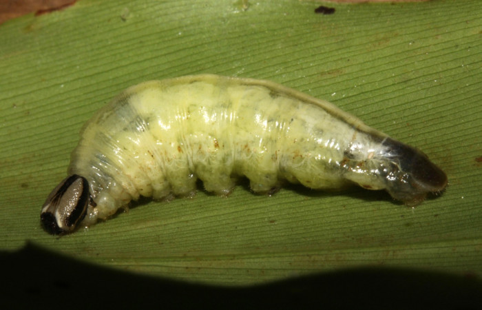 Fig. 11  Prepupa de <i>Cynea megalops</i></i> vista lateral, mostrando cuando ya esta dentro del capullo. Voucher: 15-SRNP-32440-DHJ729143.jpg