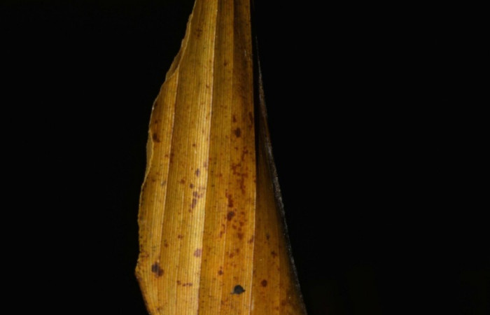 Fig. 12  Pupa de <i>Cynea megalops</i></i>, mostrando forma de capullo. Voucher: 15-SRNP-32455-DHJ729152.jpg