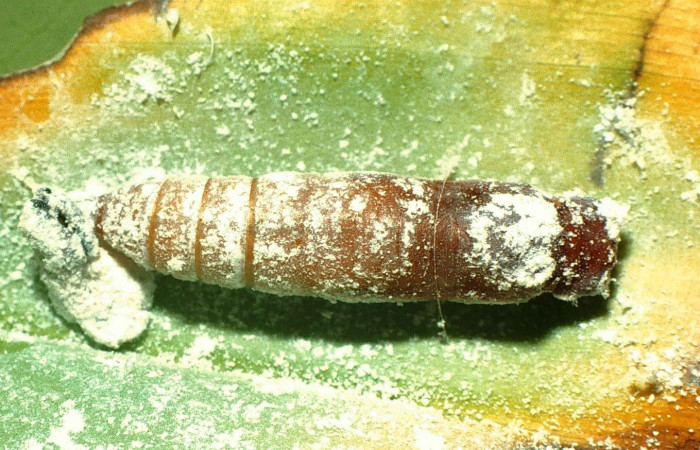 Fig. 13  Pupa de <i>Cynea megalops</i></i> vista dorso frontal, mostrando forma de capullo. Voucher: 00-SRNP-11393-DHJ54295.jpg
